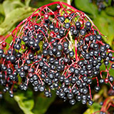  Elderberry 