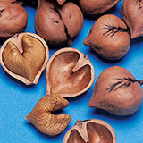  Heartnut 