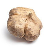  Jicama 