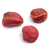  Kola Nut 