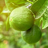  Lime 