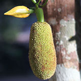  Marang 