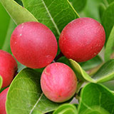  Miracle Fruit 