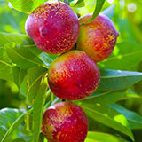  Nectarine 