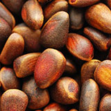  Pine Nut 