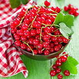  Red Currant 