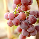  Red Grape 