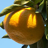  Yuzu 