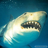  Jaws 