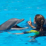  Dolphin Swim 