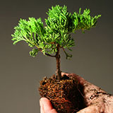  Grow A Tree 