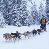  Husky Sledding 