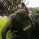  Ride An Elephant 