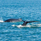  Whale Watching 