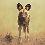  African Wild Dog 