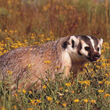  American Badger 
