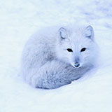  Arctic Fox 