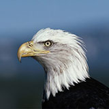  Bald Eagle 