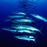  Barracuda 