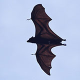  Bat 