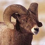  Bighorn Sheep 