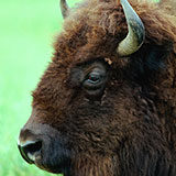  Bison 