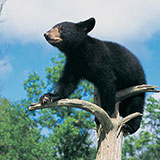  Black Bear 