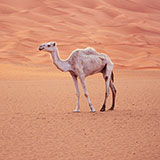  Camel 