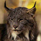  Canada Lynx 