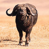  Cape Buffalo 