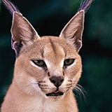  Caracal 