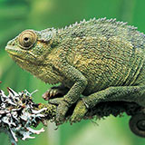  Chameleon 