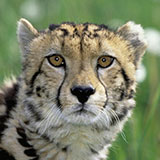  Cheetah 