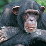  Chimpanzee 