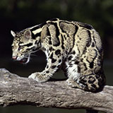  Clouded Leopard 
