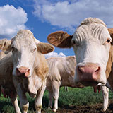  Cow 