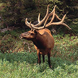  Elk 