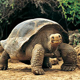  Giant Tortoise 