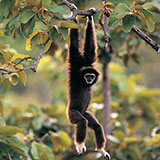  Gibbon 