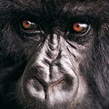  Gorilla 