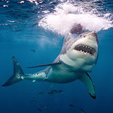  Great White 