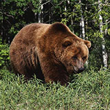  Grizzly Bear 