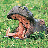  Hippo 