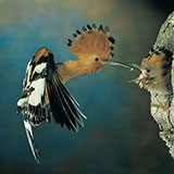  Hoopoe 