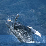  Humpback Whale 