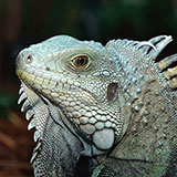  Iguana 