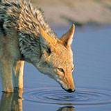  Jackal 