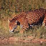  Jaguar 