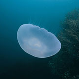  Jellyfish 