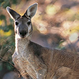  Kangaroo 